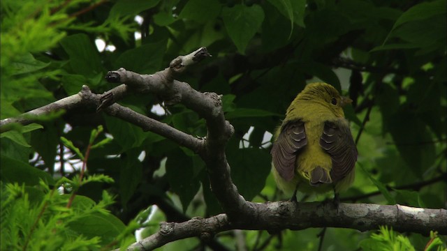 Scarlet Tanager - ML481805