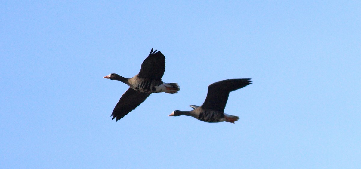 Greater White-fronted Goose - Joseph Bieksza