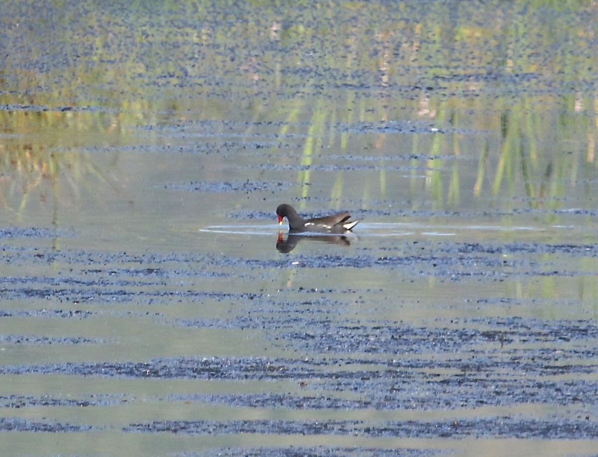 Eurasian Moorhen - ML48180551