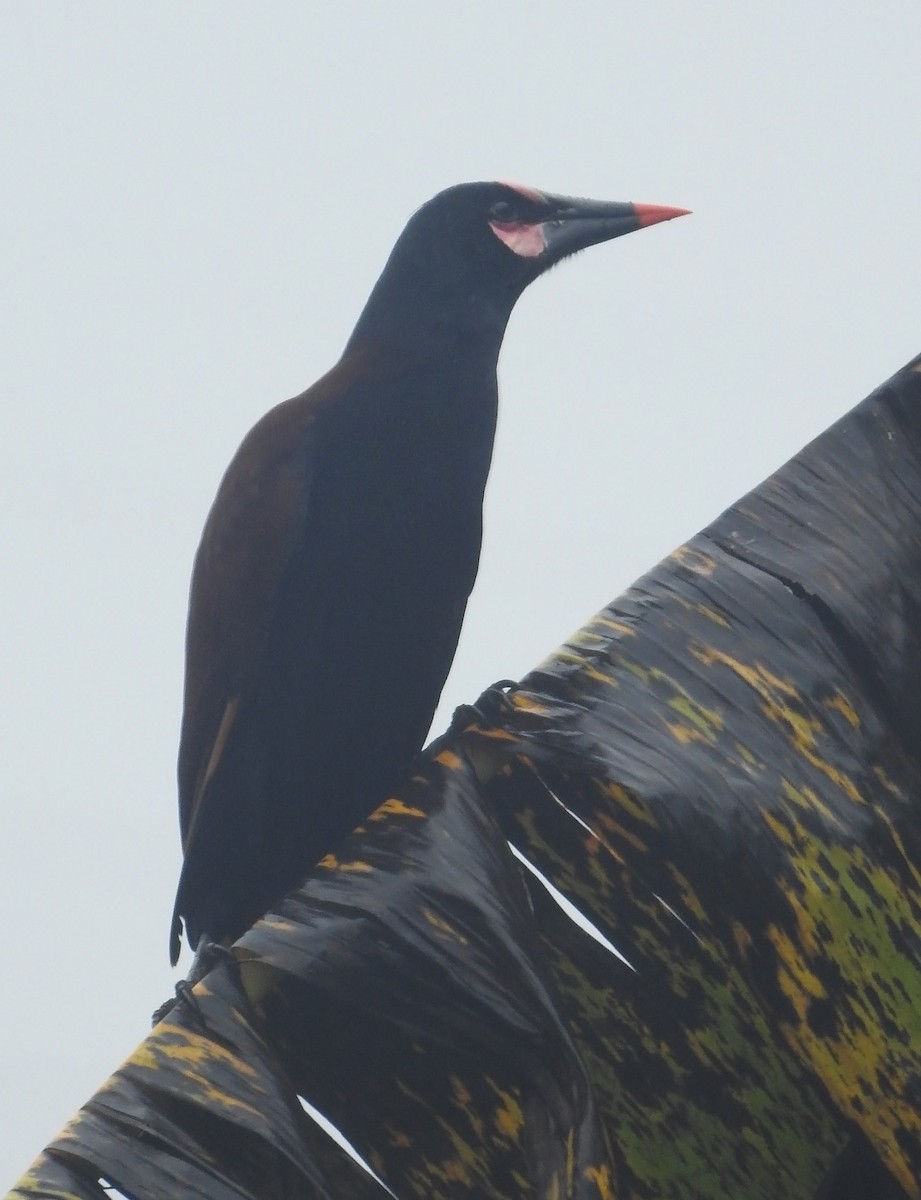 Baudo Oropendola - ML481805641