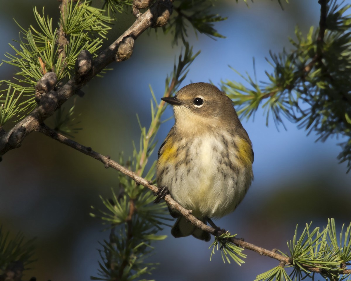 Yellow-rumped Warbler - ML481805661