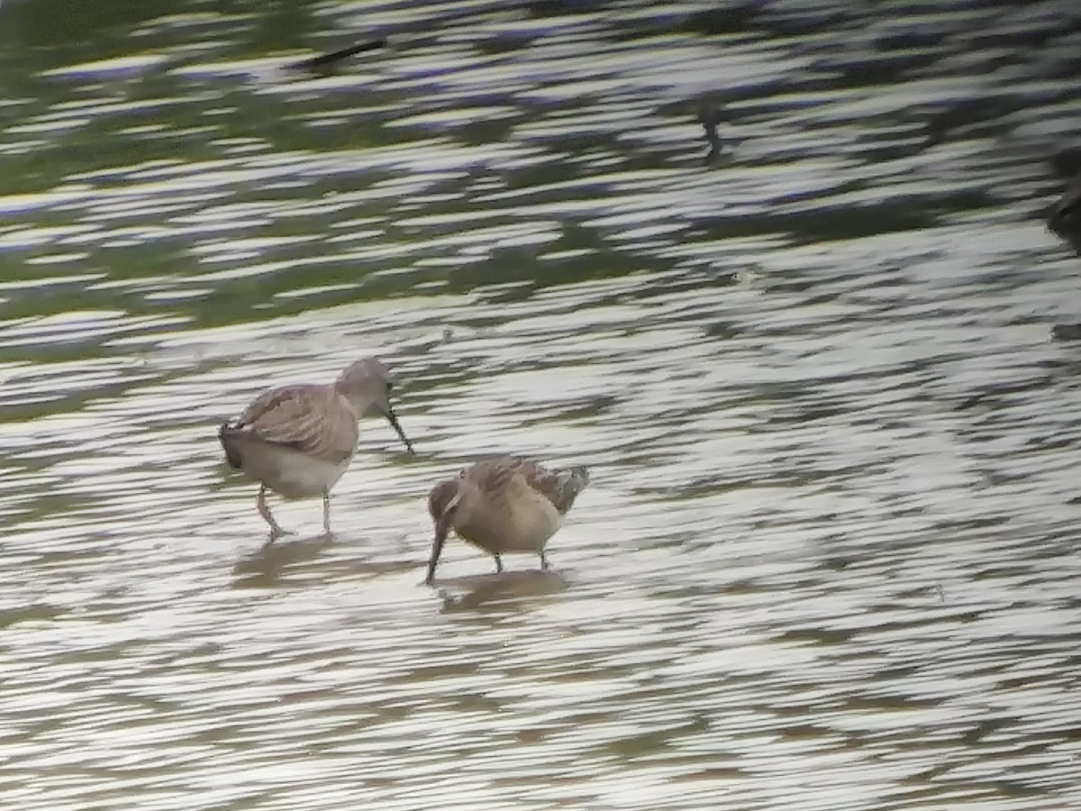 Stilt Sandpiper - Chip Darmstadt