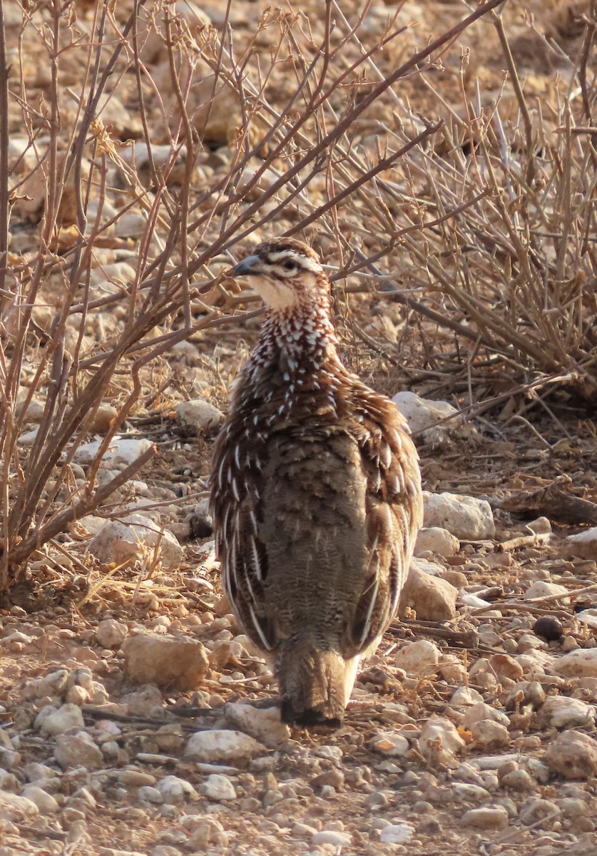 Crested Francolin - ML481807071