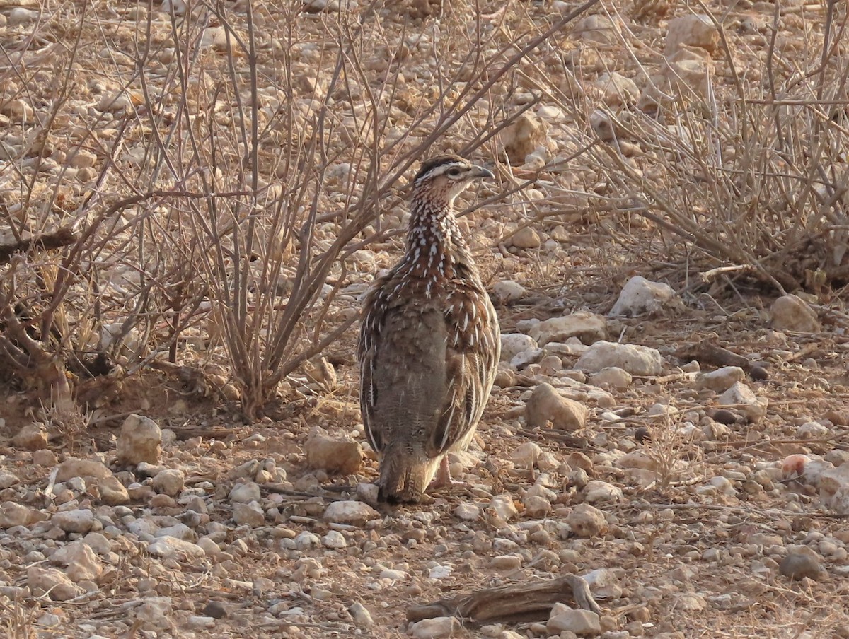 Crested Francolin - ML481807201