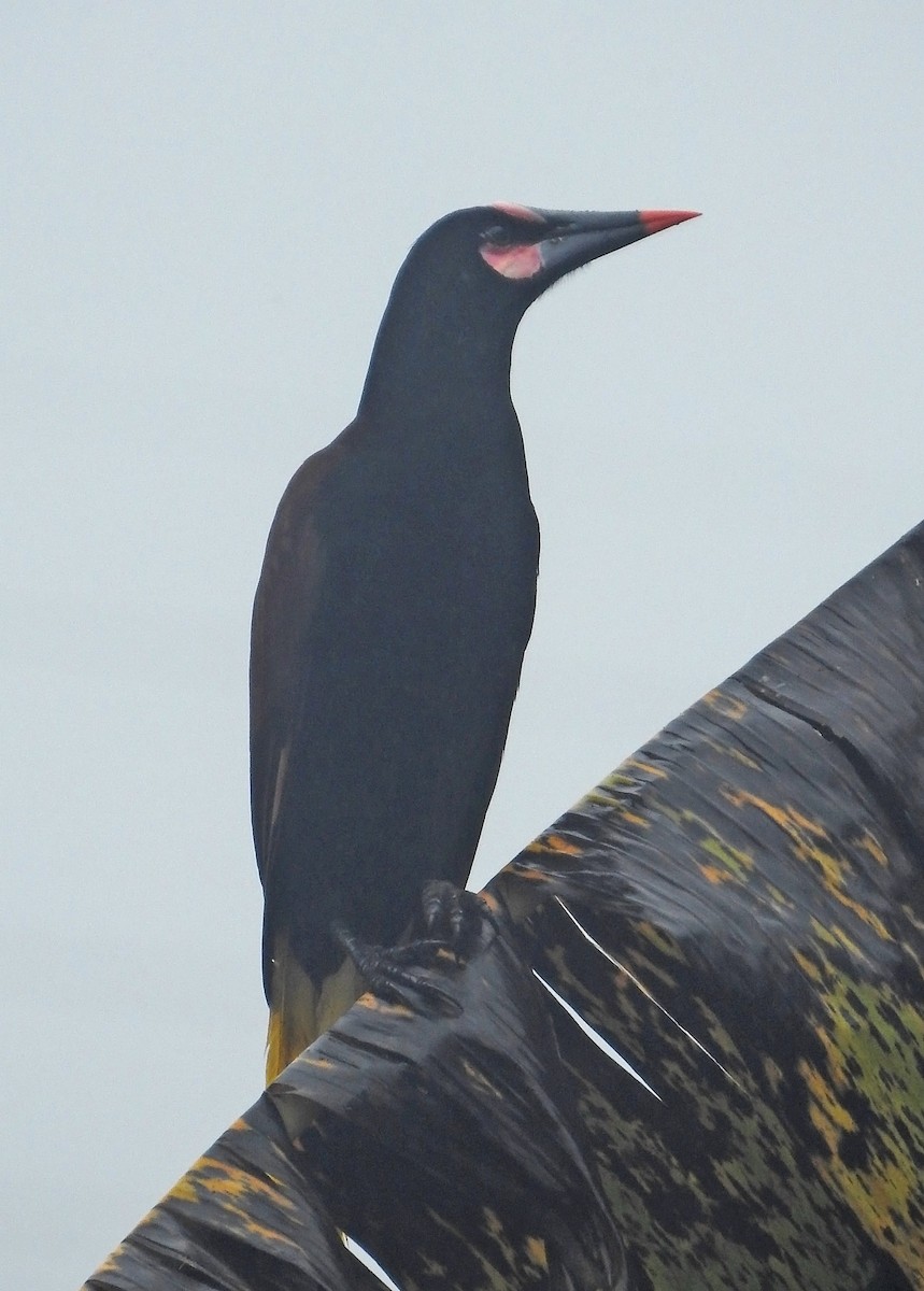 Baudo Oropendola - Trevor Ellery