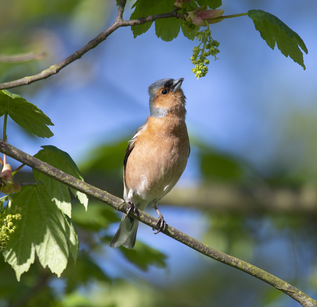 Common Chaffinch - ML481807711