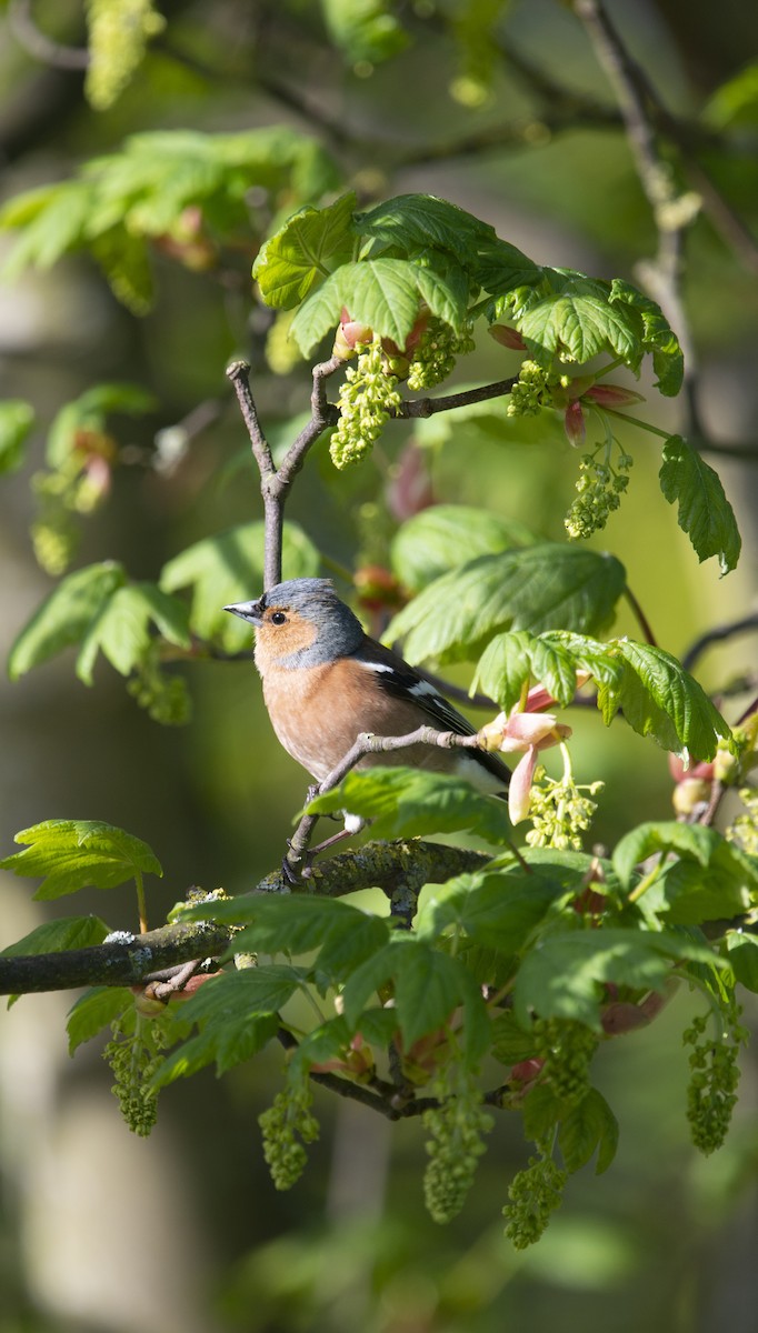 Common Chaffinch - ML481807721