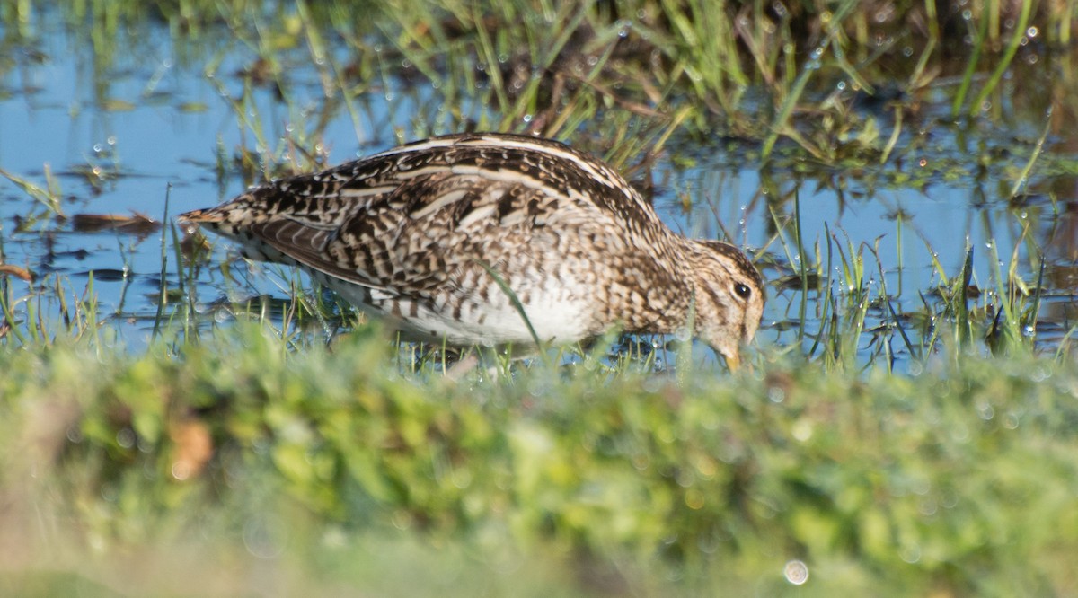 Pantanal Snipe - ML481807871