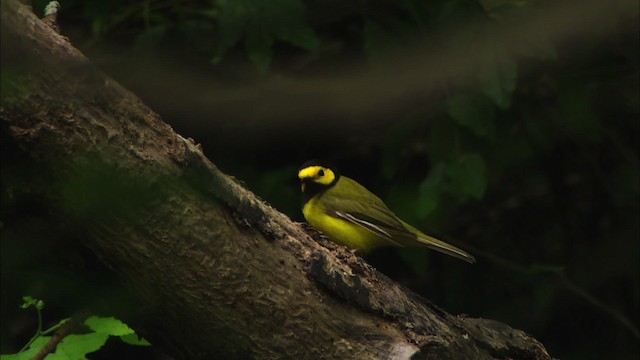 Hooded Warbler - ML481808