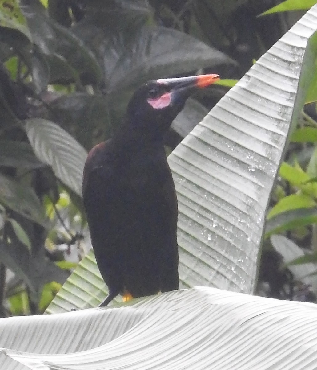 Baudo Oropendola - Trevor Ellery