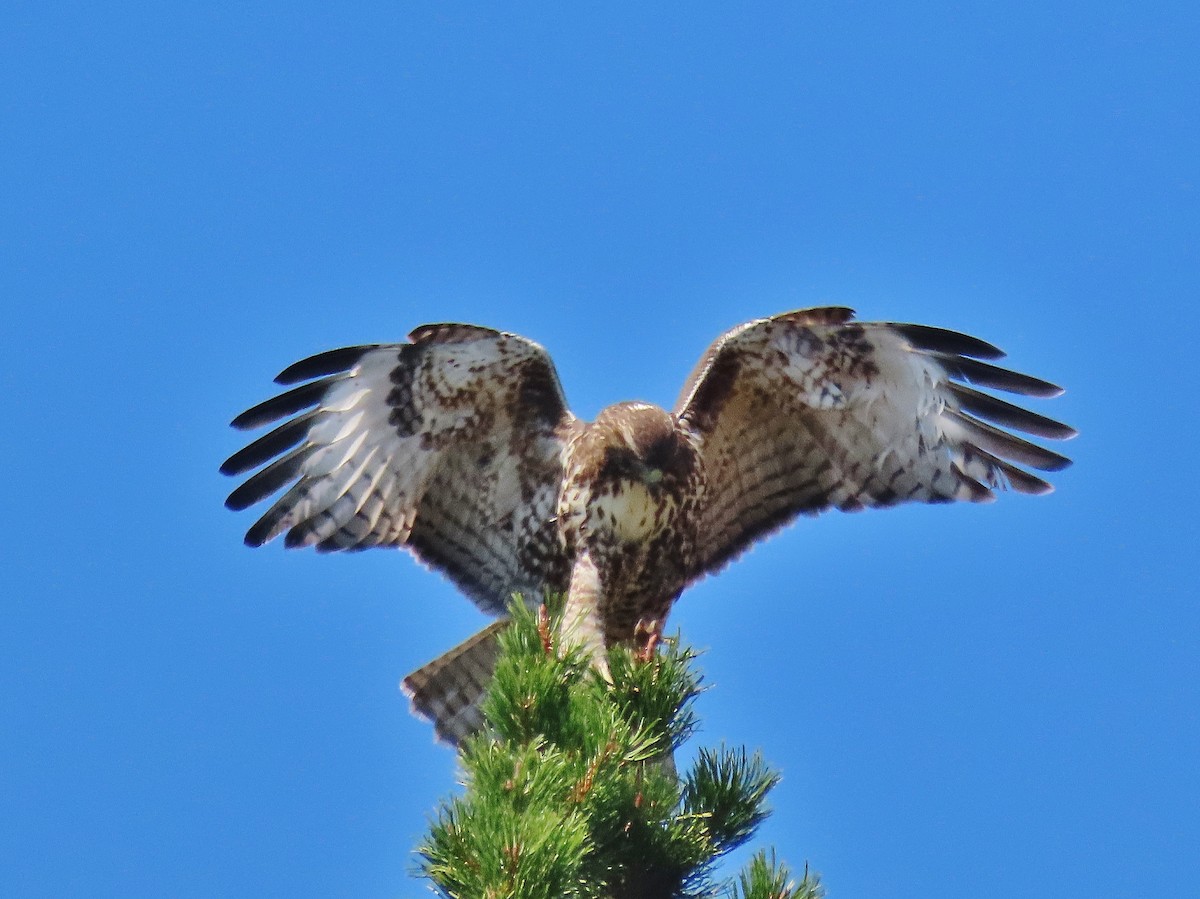 Red-tailed Hawk - ML481808241