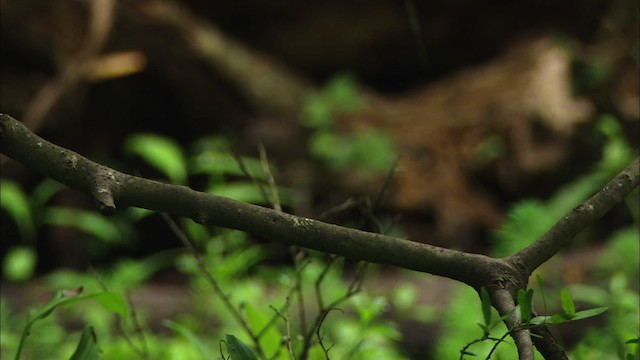 Northern Waterthrush - ML481809