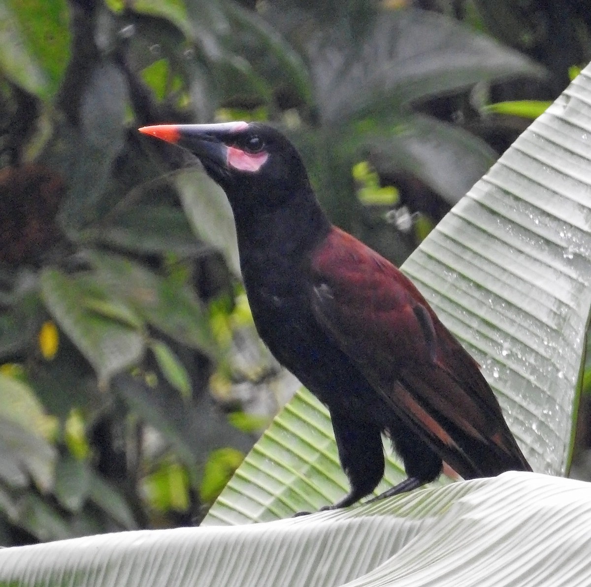 Baudo Oropendola - ML481809031