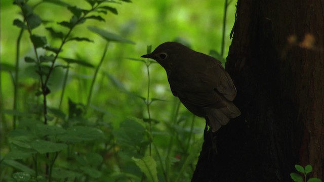 Swainson's Thrush - ML481810