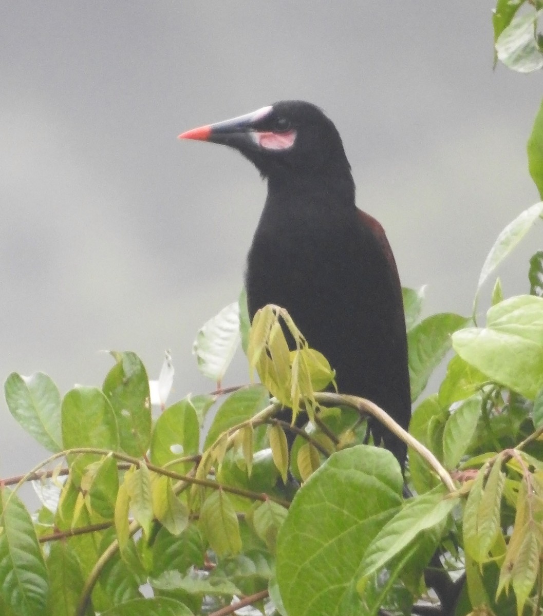 Baudo Oropendola - ML481810031