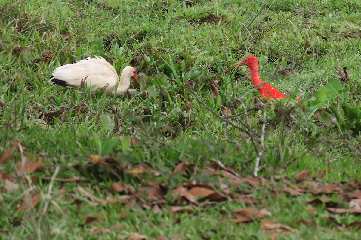 White Ibis - ML481811401