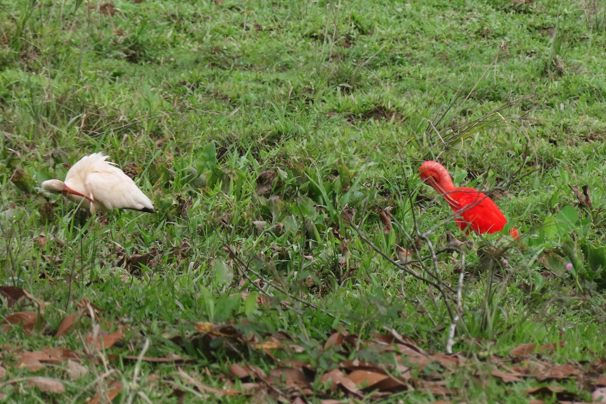 White Ibis - ML481811421