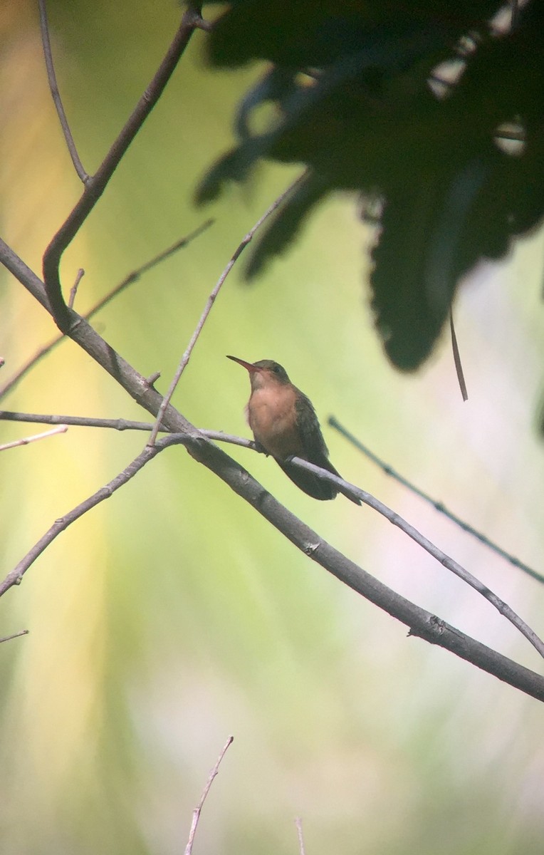 Cinnamon Hummingbird - ML48181161