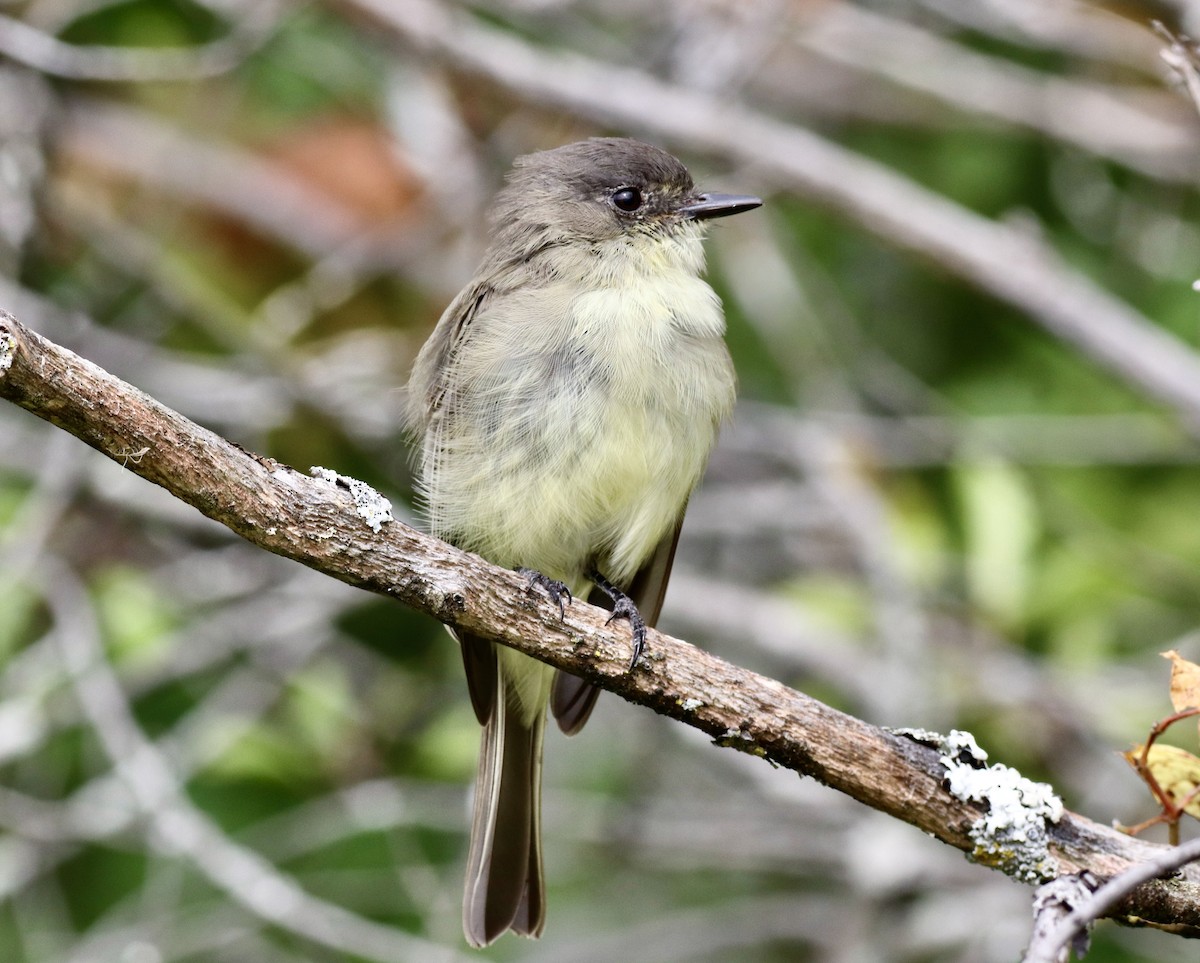 Eastern Phoebe - Charlie   Nims