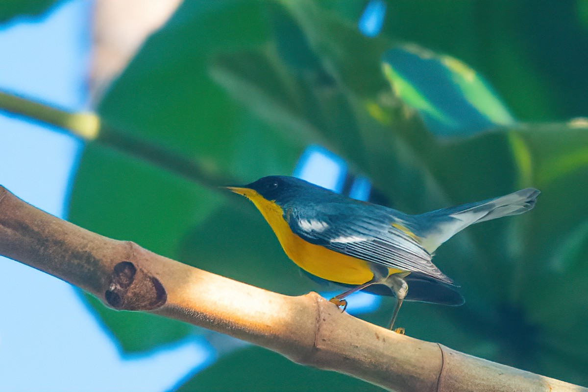 Tropical Parula - ML481813491