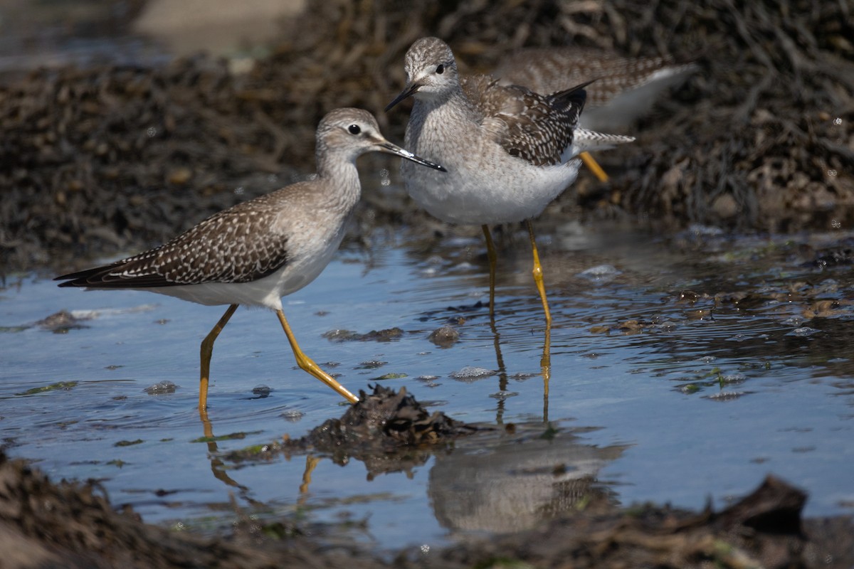 Lesser Yellowlegs - ML481813741