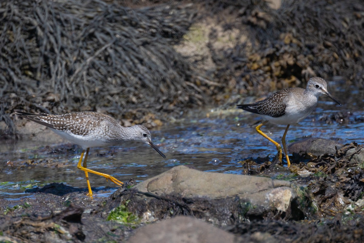 Lesser Yellowlegs - ML481813751