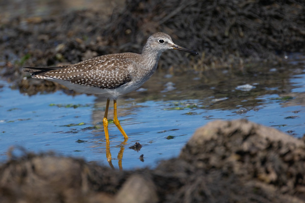 Lesser Yellowlegs - ML481813761