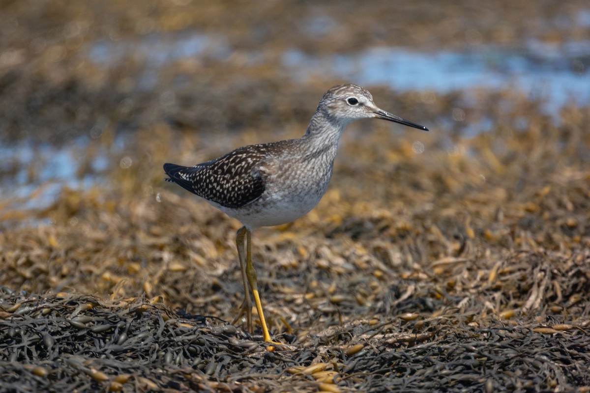 Lesser Yellowlegs - ML481813771