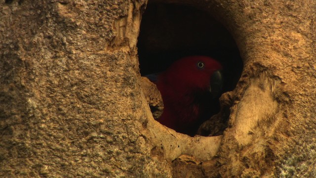 Papuan Eclectus - ML481815