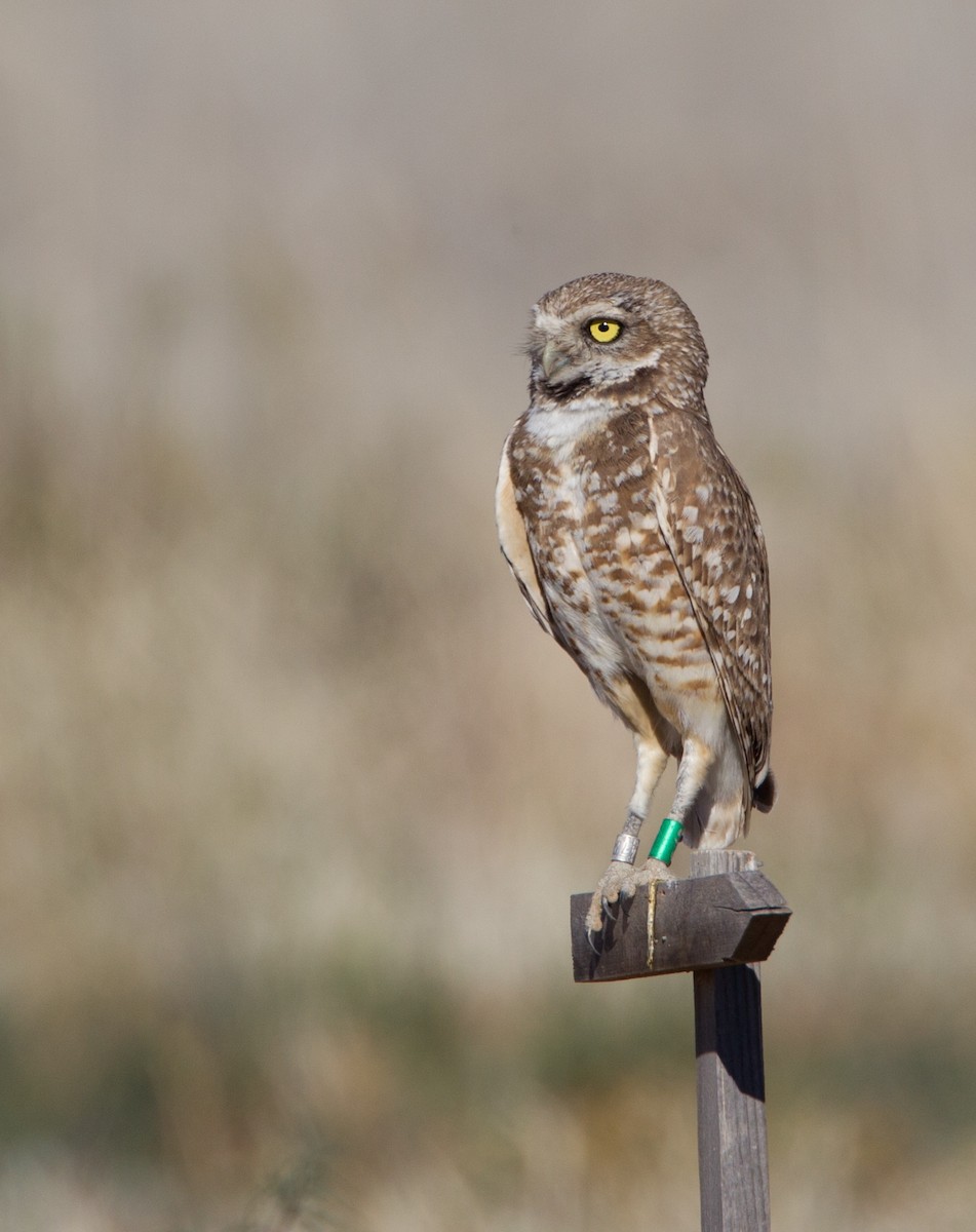 Burrowing Owl - ML481815331