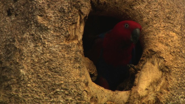 Papuan Eclectus - ML481816