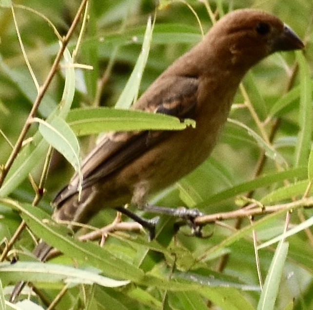 Blue Grosbeak - ML481816061