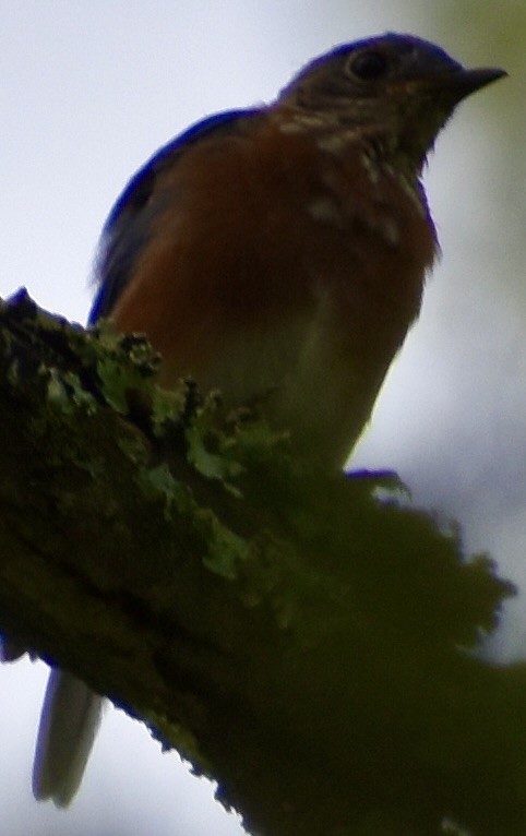 Eastern Bluebird - ML481816111