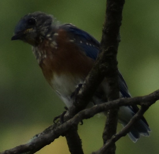 Eastern Bluebird - ML481816171