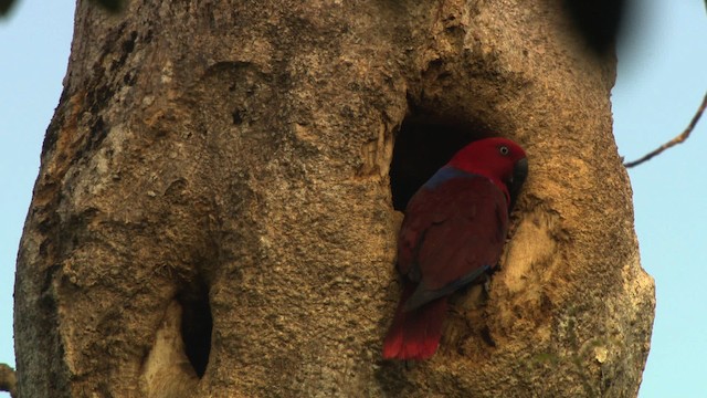 Loro Ecléctico de Nueva Guinea - ML481817