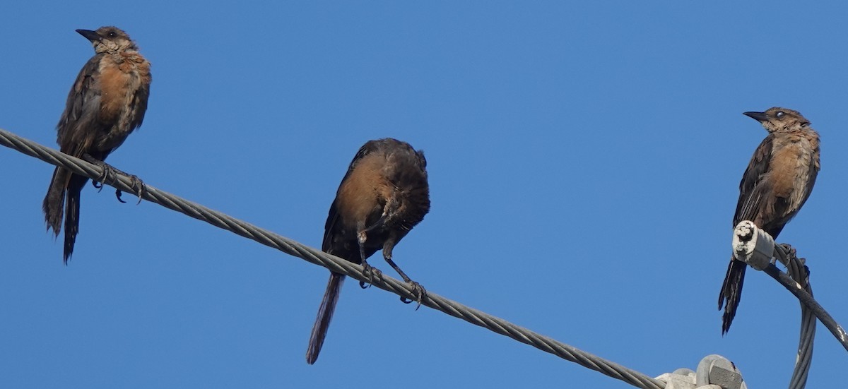 Great-tailed Grackle - ML481818051