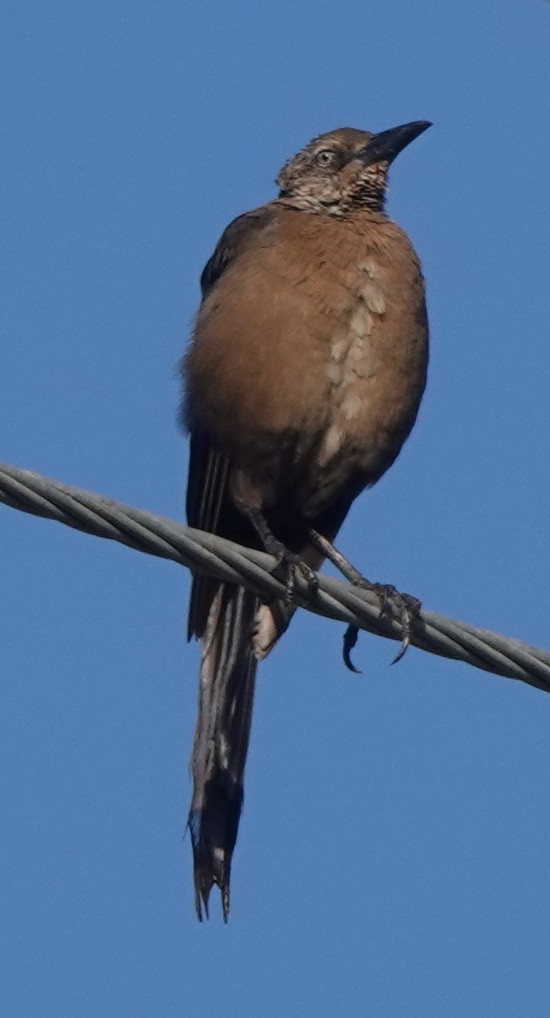 Great-tailed Grackle - ML481818061