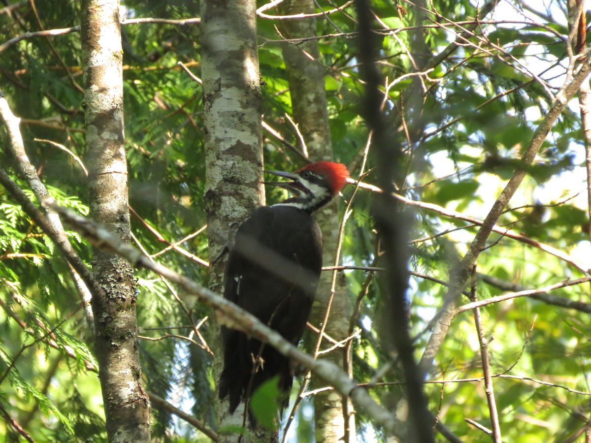 Pileated Woodpecker - ML481818361