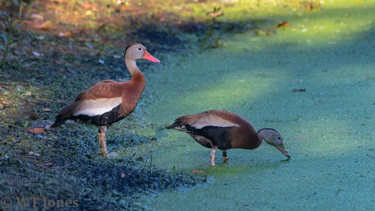 Black-bellied Whistling-Duck - ML481818541