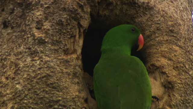 Papuan Eclectus - ML481819