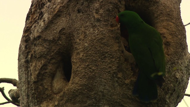 Papuan Eclectus - ML481820