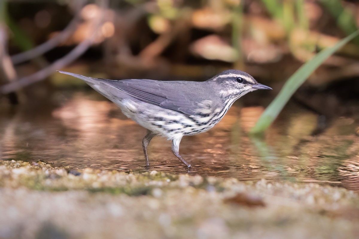 Northern Waterthrush - ML481820351