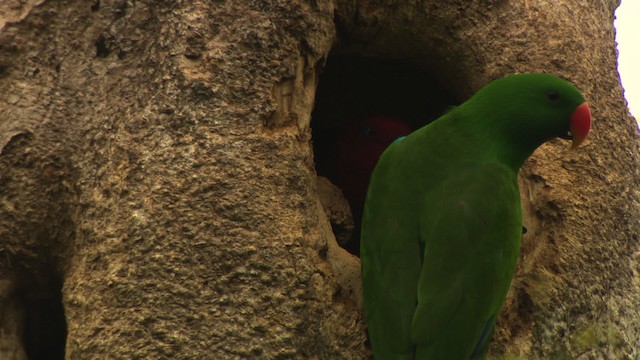 Loro Ecléctico de Nueva Guinea - ML481821