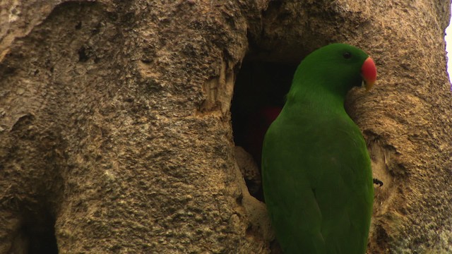 Papuan Eclectus - ML481822