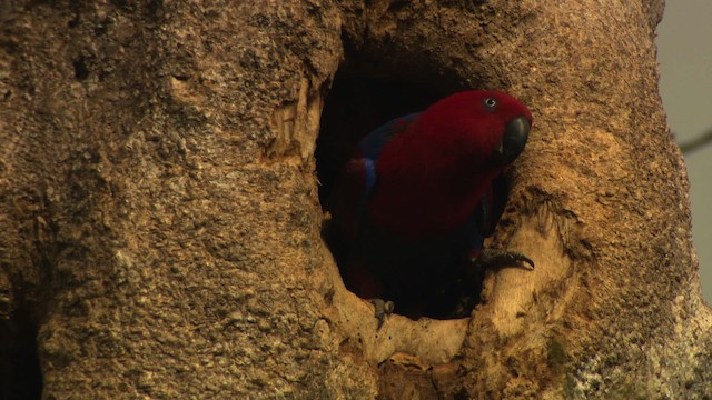 Loro Ecléctico de Nueva Guinea - ML481824