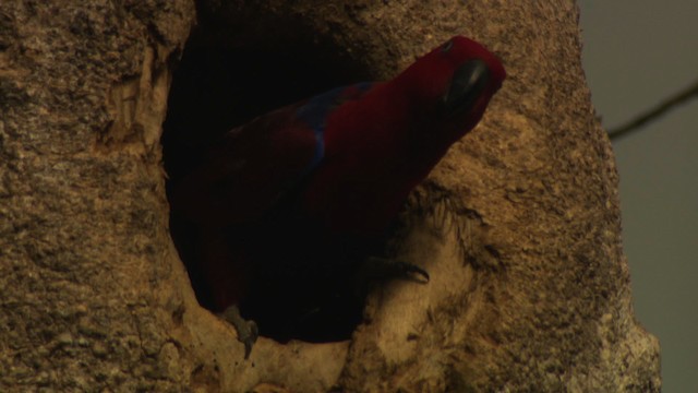 Papuan Eclectus - ML481825