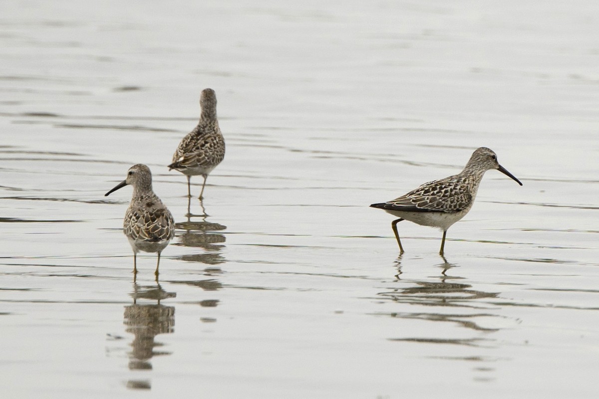 Stilt Sandpiper - ML481825291