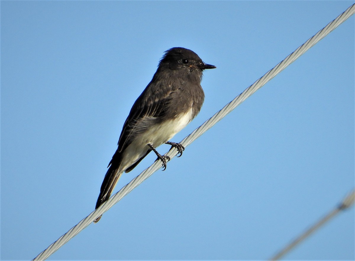 Black Phoebe - ML481825761