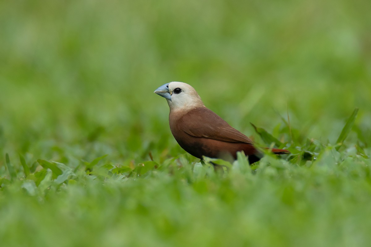 White-headed Munia - Ayuwat Jearwattanakanok