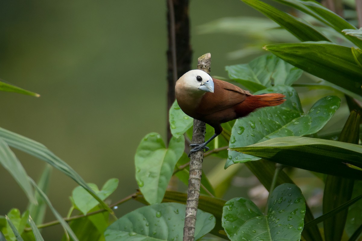 White-headed Munia - ML481826831